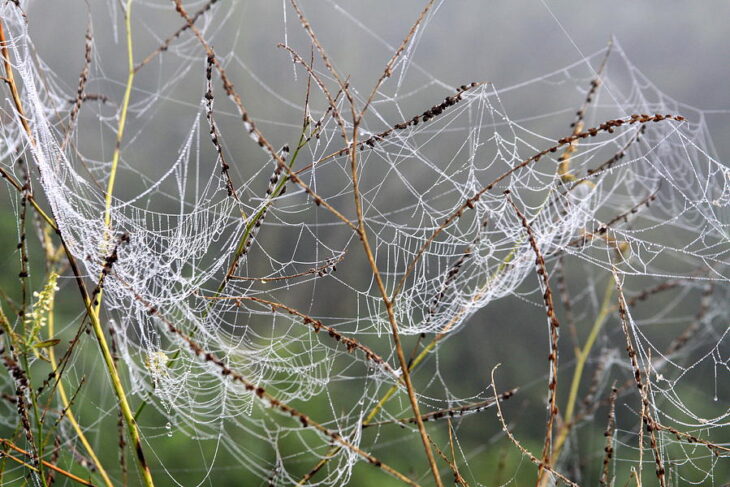 Oh, What A Tangled Web We Weave